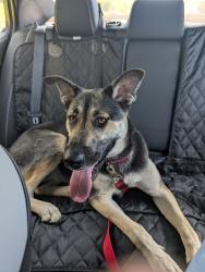 Found/Stray Female Dog last seen McCleary Bend Rd and River Bend Rd, Sevier County, TN 37876
