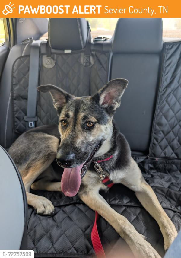 Found/Stray Female Dog last seen McCleary Bend Rd and River Bend Rd, Sevier County, TN 37876