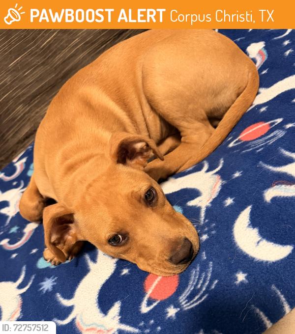 Found/Stray Male Dog last seen Inwood park and bluebelle, Corpus Christi, TX 78416