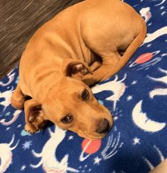 Found/Stray Male Dog last seen Inwood park and bluebelle, Corpus Christi, TX 78416