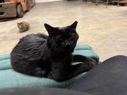 Lost Female Cat last seen Hopper road , Palmyra, WI 53156