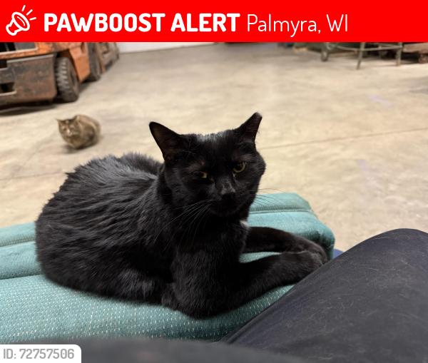 Lost Female Cat last seen Hopper road , Palmyra, WI 53156