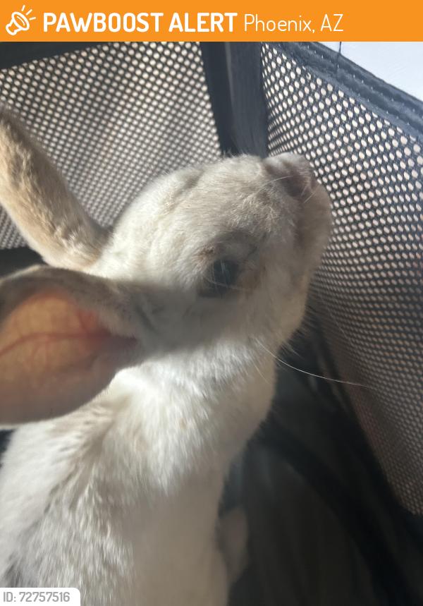 Found/Stray Unknown Rabbit last seen 41st drive and Maryland phoenix, Phoenix, AZ 85019