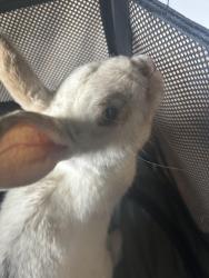 Found/Stray Unknown Rabbit last seen 41st drive and Maryland phoenix, Phoenix, AZ 85019