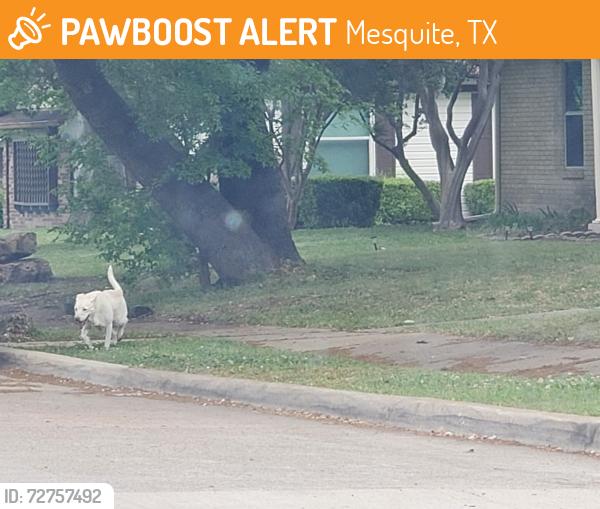 Found/Stray Unknown Dog last seen I30  off motley....Kensington & park run in mesquite, Mesquite, TX 75150