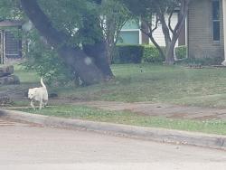 Found/Stray Unknown Dog last seen I30  off motley....Kensington & park run in mesquite, Mesquite, TX 75150