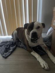 Found/Stray Male Dog last seen I10 hwy, Ensley, FL 32534