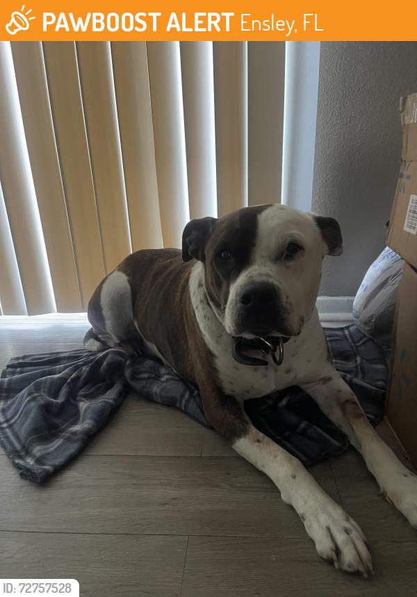 Found/Stray Male Dog last seen I10 hwy, Ensley, FL 32534