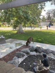 Found/Stray Male Dog last seen Prospect and Sedgwick , Riverside, CA 92507