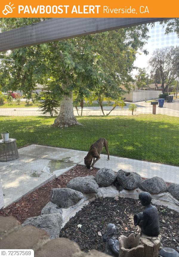 Found/Stray Male Dog last seen Prospect and Sedgwick , Riverside, CA 92507