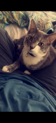 Lost Male Cat last seen n main st and young st , Rolesville, NC 27571