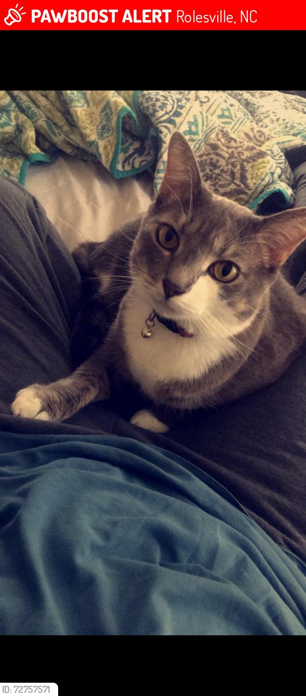 Lost Male Cat last seen n main st and young st , Rolesville, NC 27571