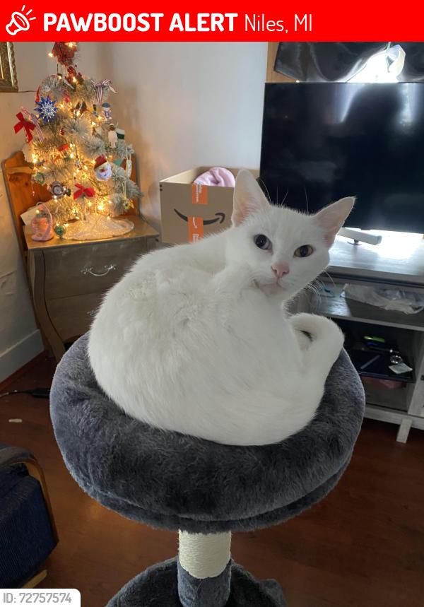 Lost Female Cat last seen 15th Street, Niles, MI 49120
