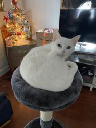 Lost Female Cat last seen 15th Street, Niles, MI 49120