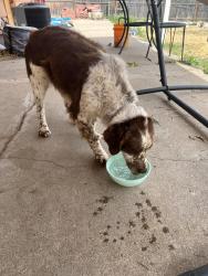 Found/Stray Male Dog last seen 35th and 5th , Greeley, CO 80634