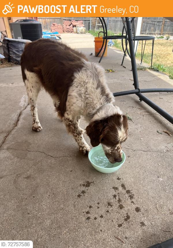 Found/Stray Male Dog last seen 35th and 5th , Greeley, CO 80634