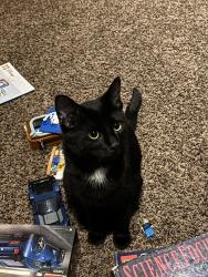 Lost Male Cat last seen our , Red Deer, AB T4R 2W3