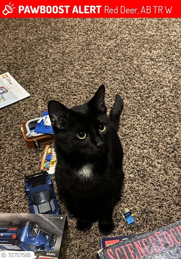 Lost Male Cat last seen our , Red Deer, AB T4R 2W3