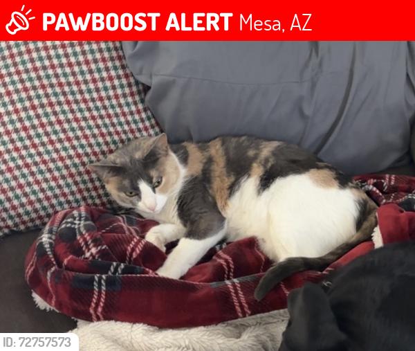 Lost Female Cat last seen University and 88th street Mesa , Mesa, AZ 85207
