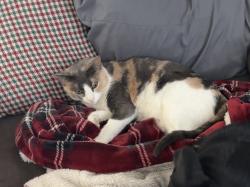 Lost Female Cat last seen University and 88th street Mesa , Mesa, AZ 85207