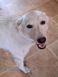 Found/Stray Female Dog last seen lamar / pendleton / getwell area, Memphis, TN 38122