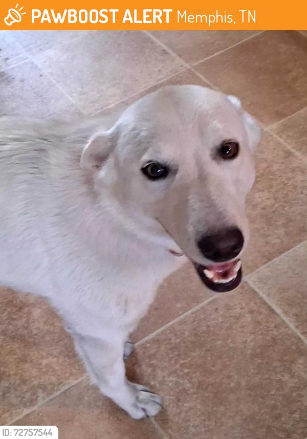 Found/Stray Female Dog last seen lamar / pendleton / getwell area, Memphis, TN 38122