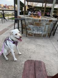 Lost Female Dog last seen Classen and 46th, Oklahoma City, OK 73118