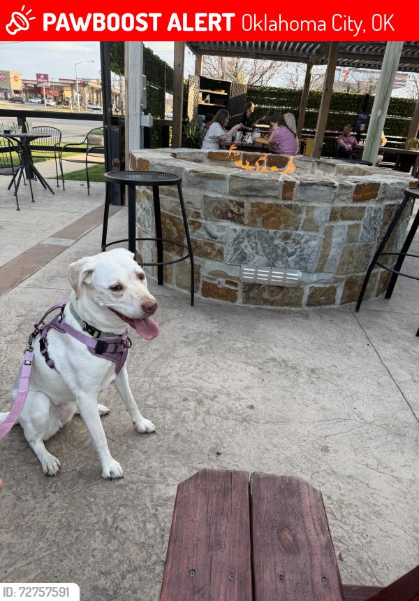 Lost Female Dog last seen Classen and 46th, Oklahoma City, OK 73118