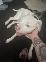 Found/Stray Male Dog last seen 8th and grand , Los Angeles, CA 90017