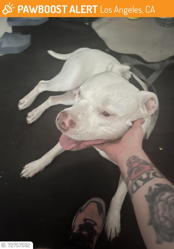 Found/Stray Male Dog last seen 8th and grand , Los Angeles, CA 90017