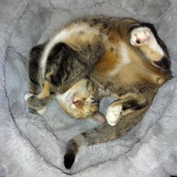 Lost Female Cat last seen Art lane hernando fl, Hernando, FL 34442