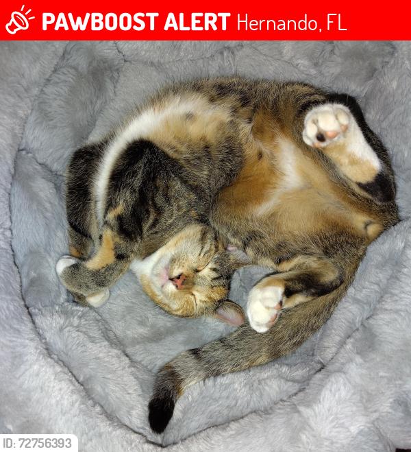 Lost Female Cat last seen Art lane hernando fl, Hernando, FL 34442
