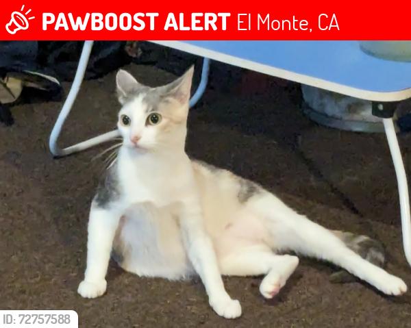 Lost Female Cat last seen Ferris Rd Deana St, El Monte, CA 91732