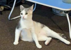 Lost Female Cat last seen Ferris Rd Deana St, El Monte, CA 91732