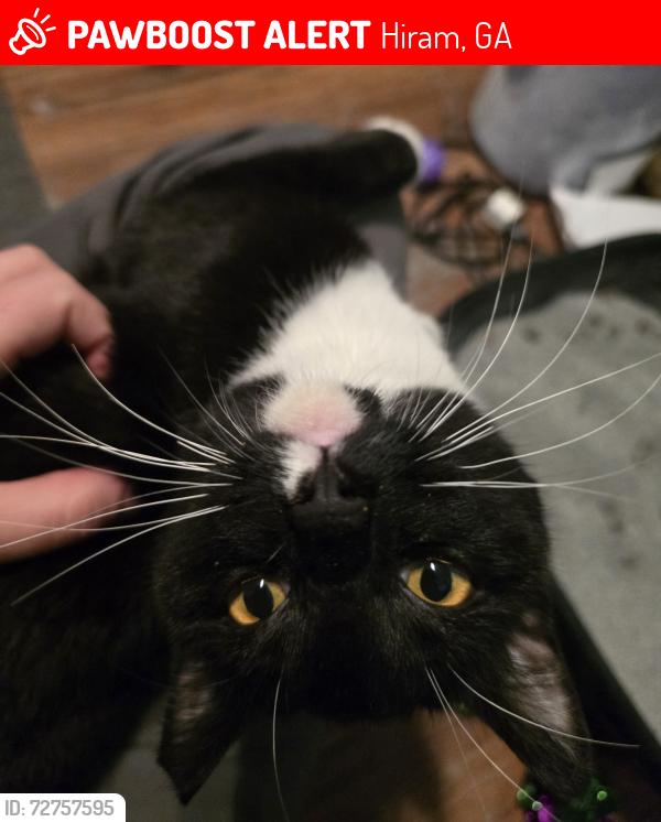 Lost Female Cat last seen Garnet ridge rd, Hiram, GA 30141