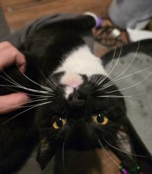 Lost Female Cat last seen Garnet ridge rd, Hiram, GA 30141