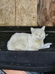 Found/Stray Male Cat last seen Peach between 1st and Oro, El Cajon, CA 92021