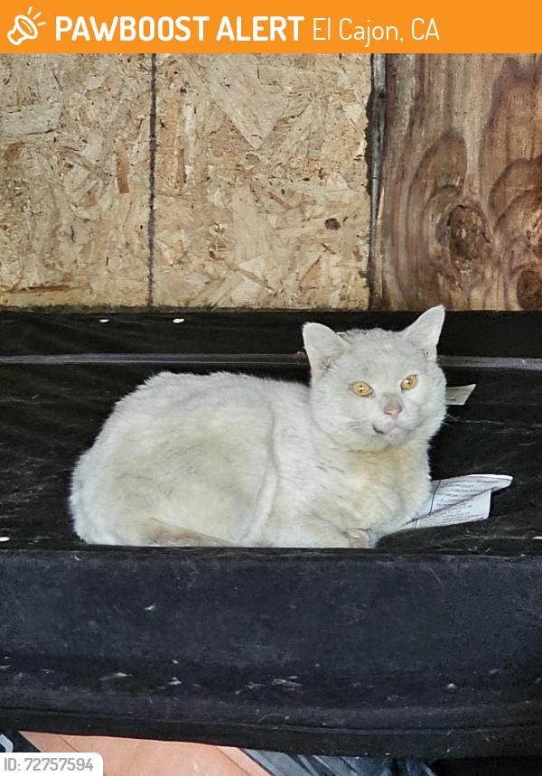 Found/Stray Male Cat last seen Peach between 1st and Oro, El Cajon, CA 92021