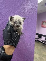 Shelter Stray Male Cat last seen El Paso, TX , Fort Bliss, TX 79906