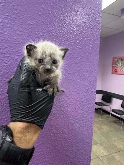 Shelter Stray Male Cat last seen El Paso, TX , Fort Bliss, TX 79906