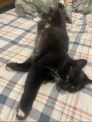 Lost Male Cat last seen Medvet , San Jose, CA 95119