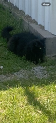 Lost Male Cat last seen Post Office, Archer City, TX 76351