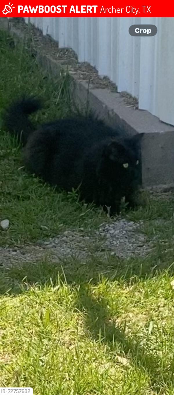 Lost Male Cat last seen Post Office, Archer City, TX 76351