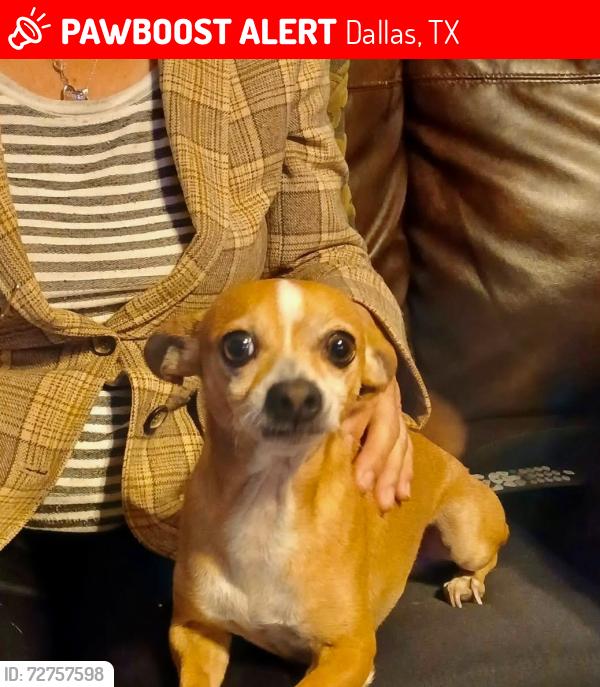 Lost Male Dog last seen Masters and Lakers june, Dallas, TX 75217