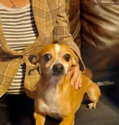 Lost Male Dog last seen Masters and Lakers june, Dallas, TX 75217