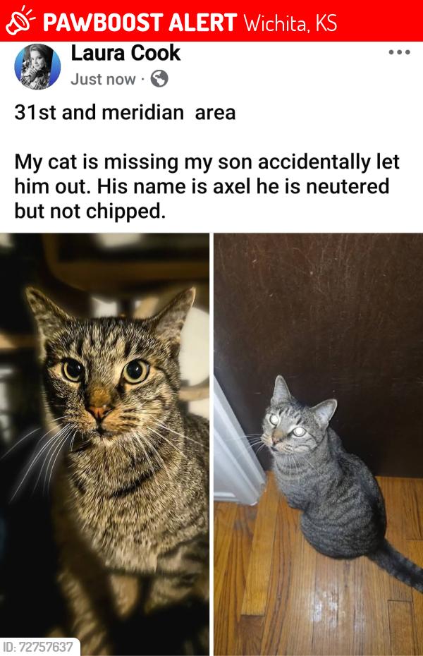 Lost Male Cat last seen 31st and meridian , Wichita, KS 67217