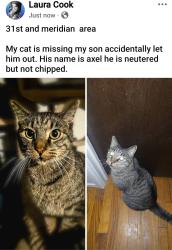 Lost Male Cat last seen 31st and meridian , Wichita, KS 67217