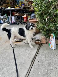 Reunited Male Dog last seen Tug Ct., Porter, Tx , Porter, TX 77365