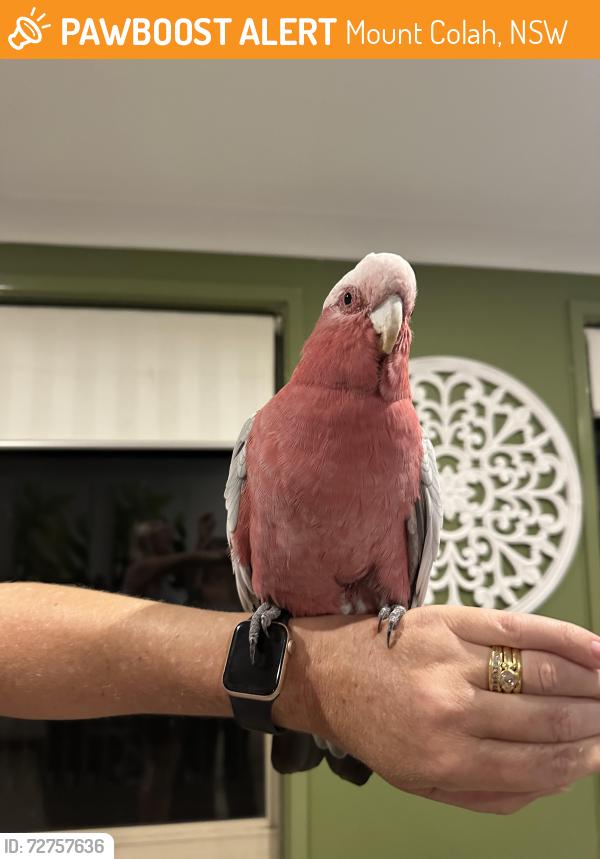 Found/Stray Male Bird last seen Parklands Mount Colah, Mount Colah, NSW 2079