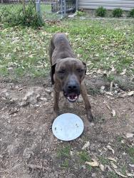 Found/Stray Unknown Dog last seen Near ft Harrison road , Terre Haute, IN 47804